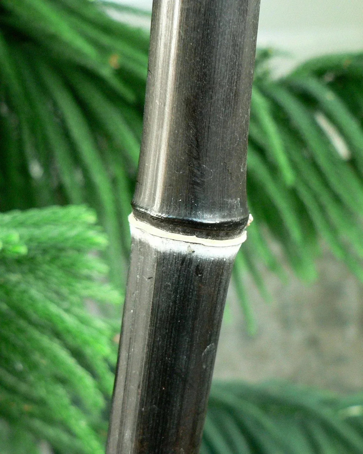 Black Bamboo Plant 1 Gallon - Phyllostachys Nigra - Live Plant with Dark Green to Black Stems for Garden or Indoor Use
