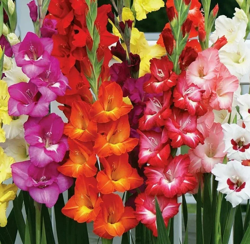 Gladiolus Bulbs 10/12cm Mixed Colors Sword Lily Gladiolus Mix Cold-Hardy Summer Blooming Container Planting