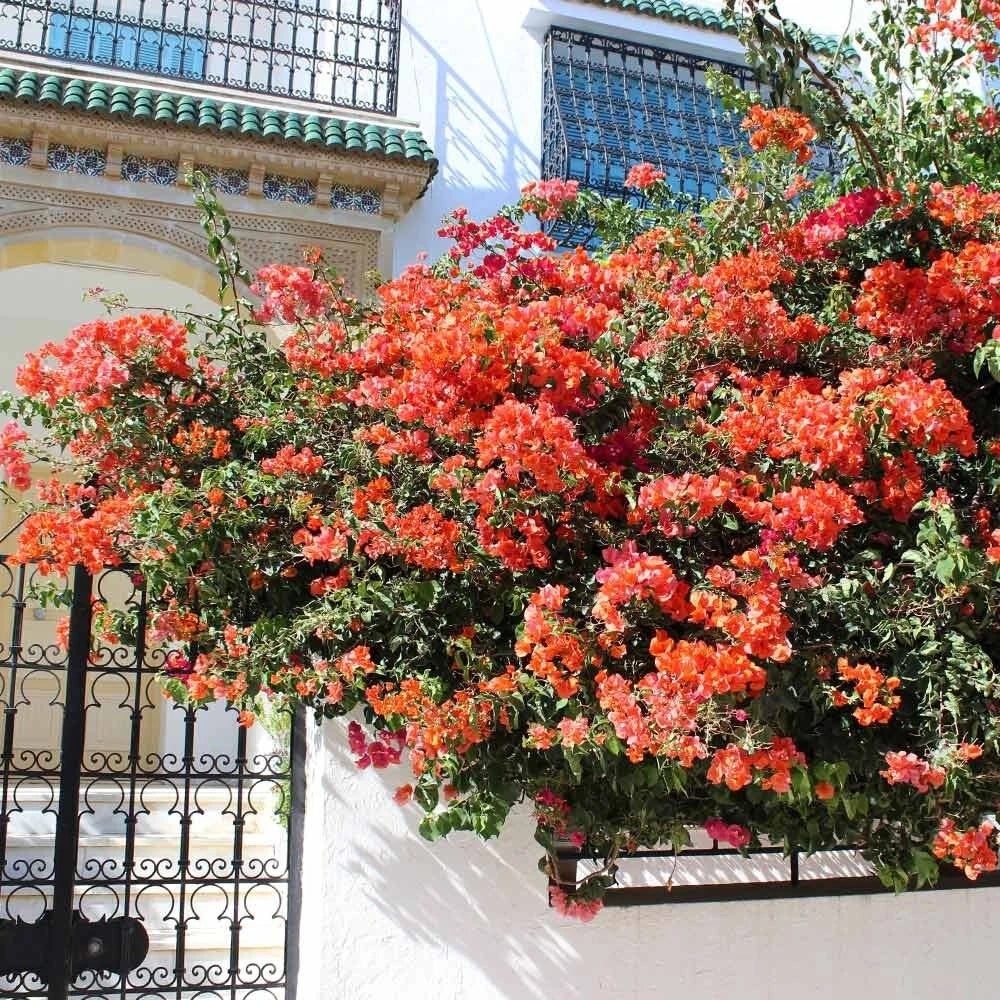 Set of 2 Live Sundown Orange Bougainvillea Plants - Rare Color - Bougainvillea glabra - Eco-Friendly No Pot Shipping
