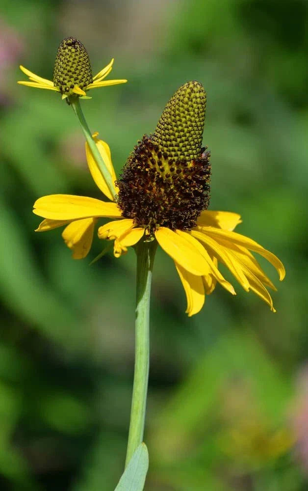 Great Coneflower Seeds 100 Count, Rudbeckia Maxima, Easy to Grow, Yellow Flowers, Attracts Pollinators