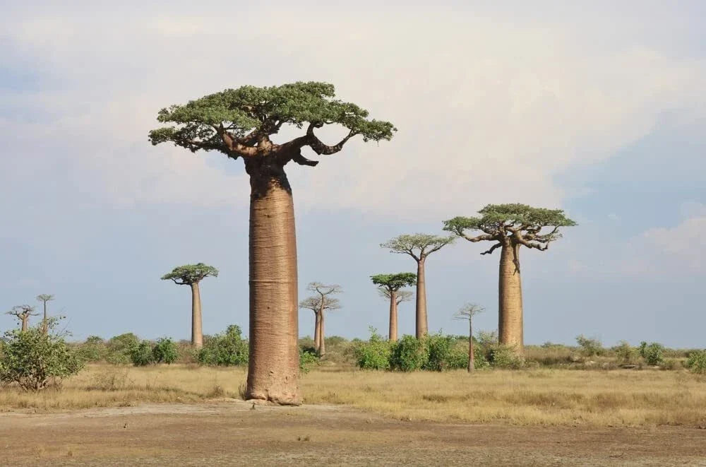 Baobab Tree Seeds 5 Pack - High-Quality Adansonia Digitata - Grow Your Own Unique Tree - Ships from Iowa