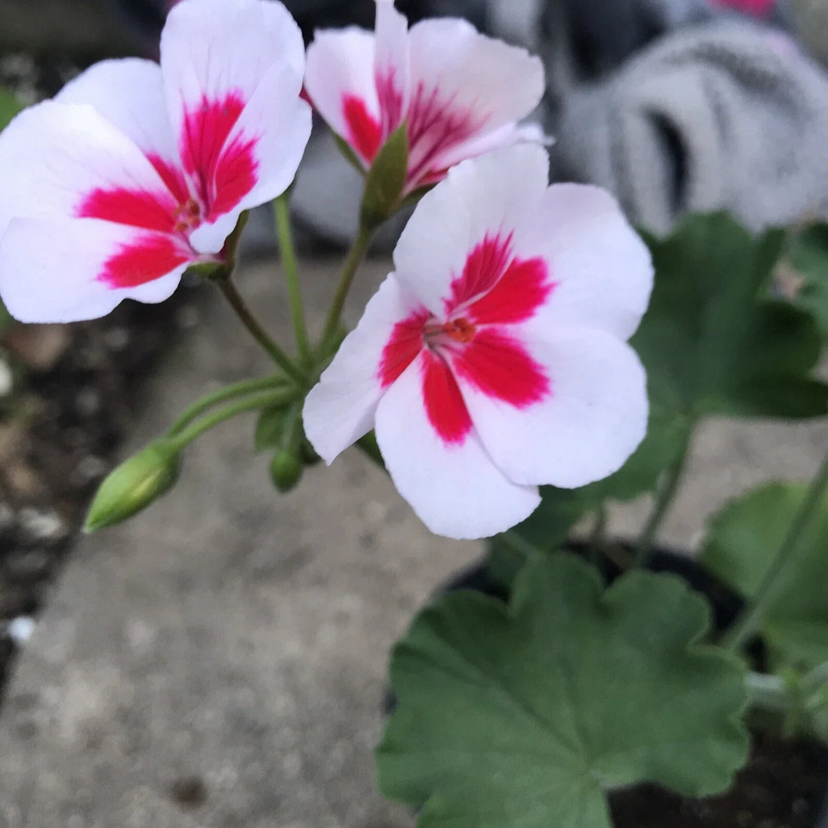 Rare Red & White Pelargonium Zonal Geranium Live Plant in Gallon Pot - Pelargonium x hortorum, Indoor/Outdoor Flowering Plant