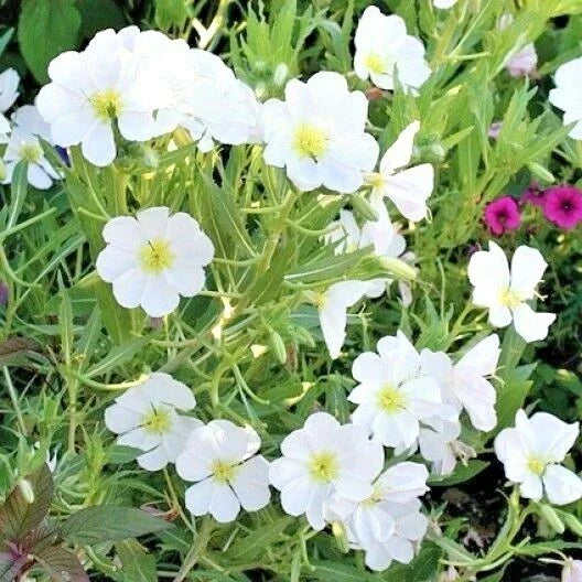 300+ Pale Evening Primrose Seeds, Drought-Tolerant Wildflower, Oenothera pallida, Groundcover for Low-Water Gardens
