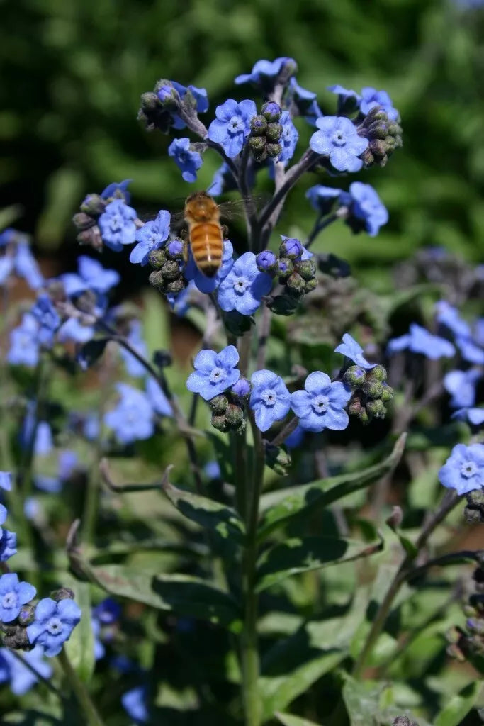 Chinese Forget-Me-Not Flower Seeds 200+ Heirloom Non-GMO Myosotis sylvatica Blue Blooms for Garden Pollinators