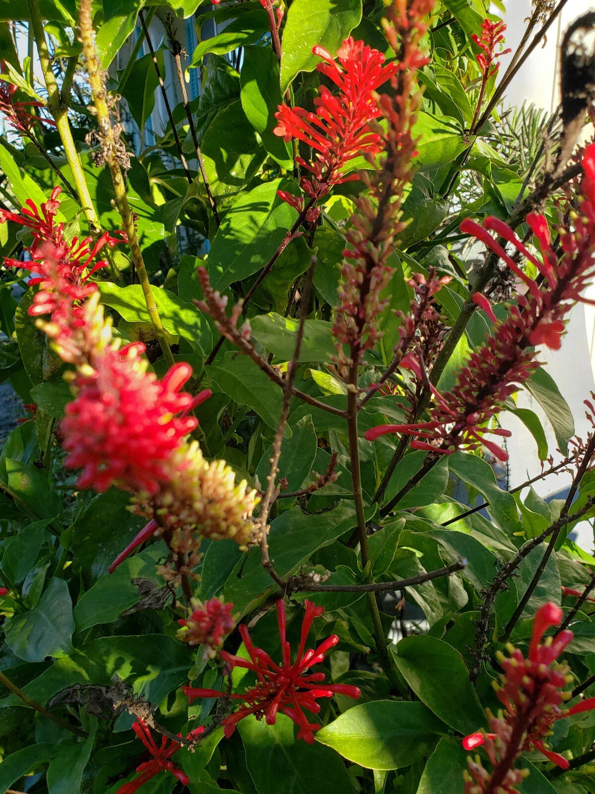 Red Odontonema Cuspidatum Cuttings - 4x Firespike Cardinal’s Guard - Bright Red Flowers - Attracts Hummingbirds and Butterflies