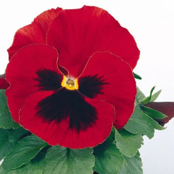 Pansy Seeds 50 Count Character Red With Face Viola tricolor - Vibrant Easy to Grow Flowers for Garden and Pots