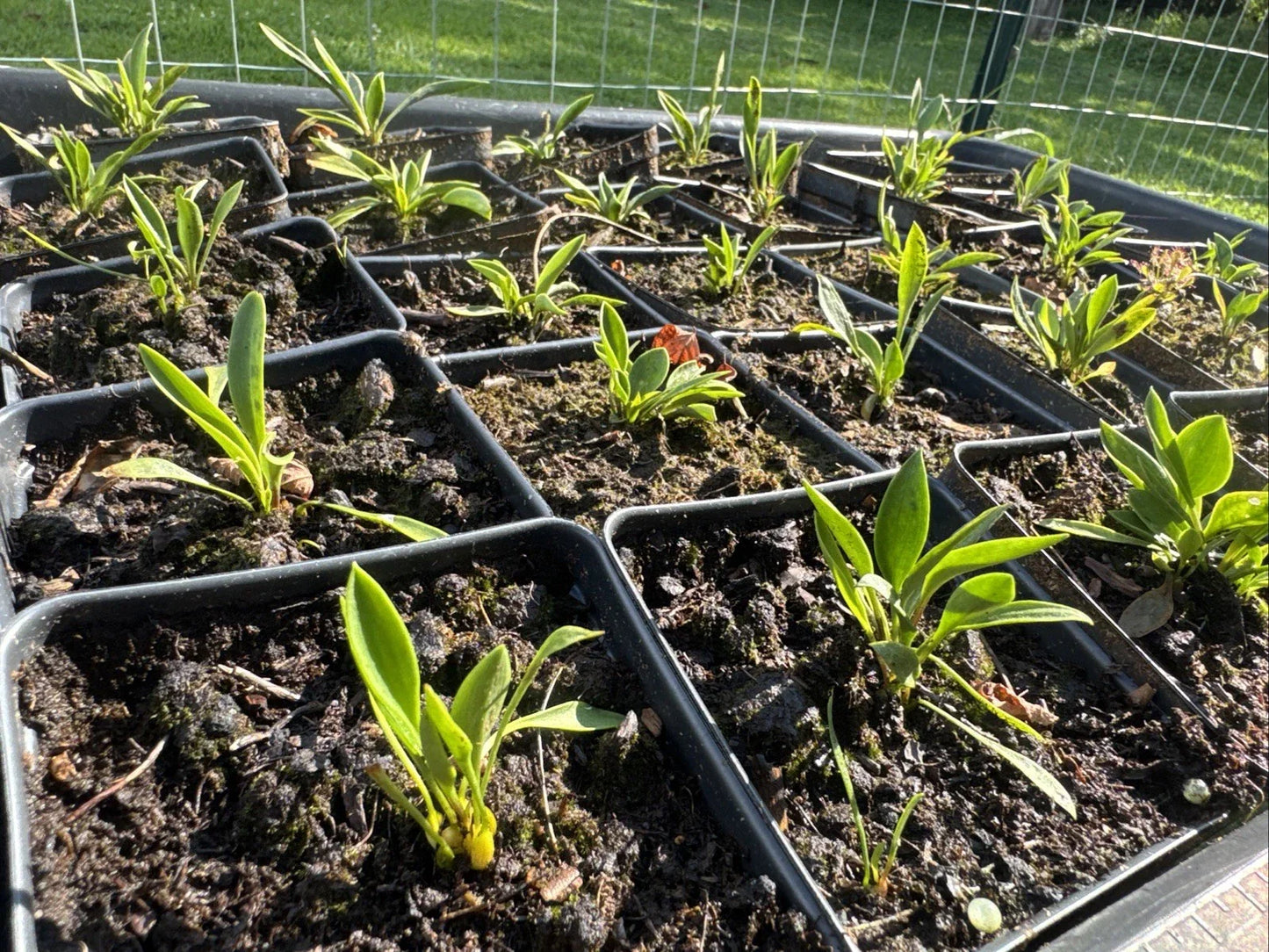 Pine Lily Seeds - Ultra Rare Lilium Catesbaei - Unique Flowering Plant from Scotland, NC - Vibrant Blooms for Garden