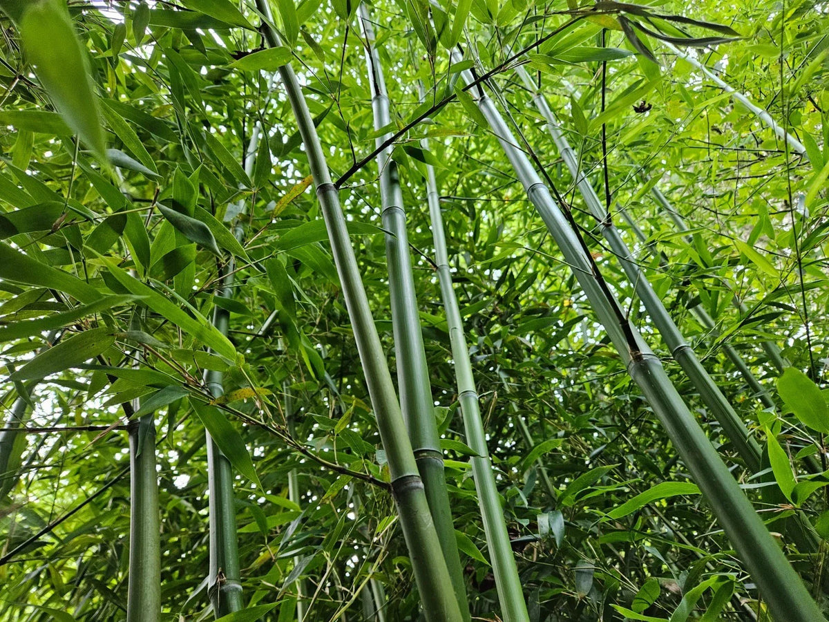 Live Rhizomes – Madake Bamboo (Phyllostachys bambusoides) – Hardy Fast-Growing Bamboo for Privacy Screen and Landscaping