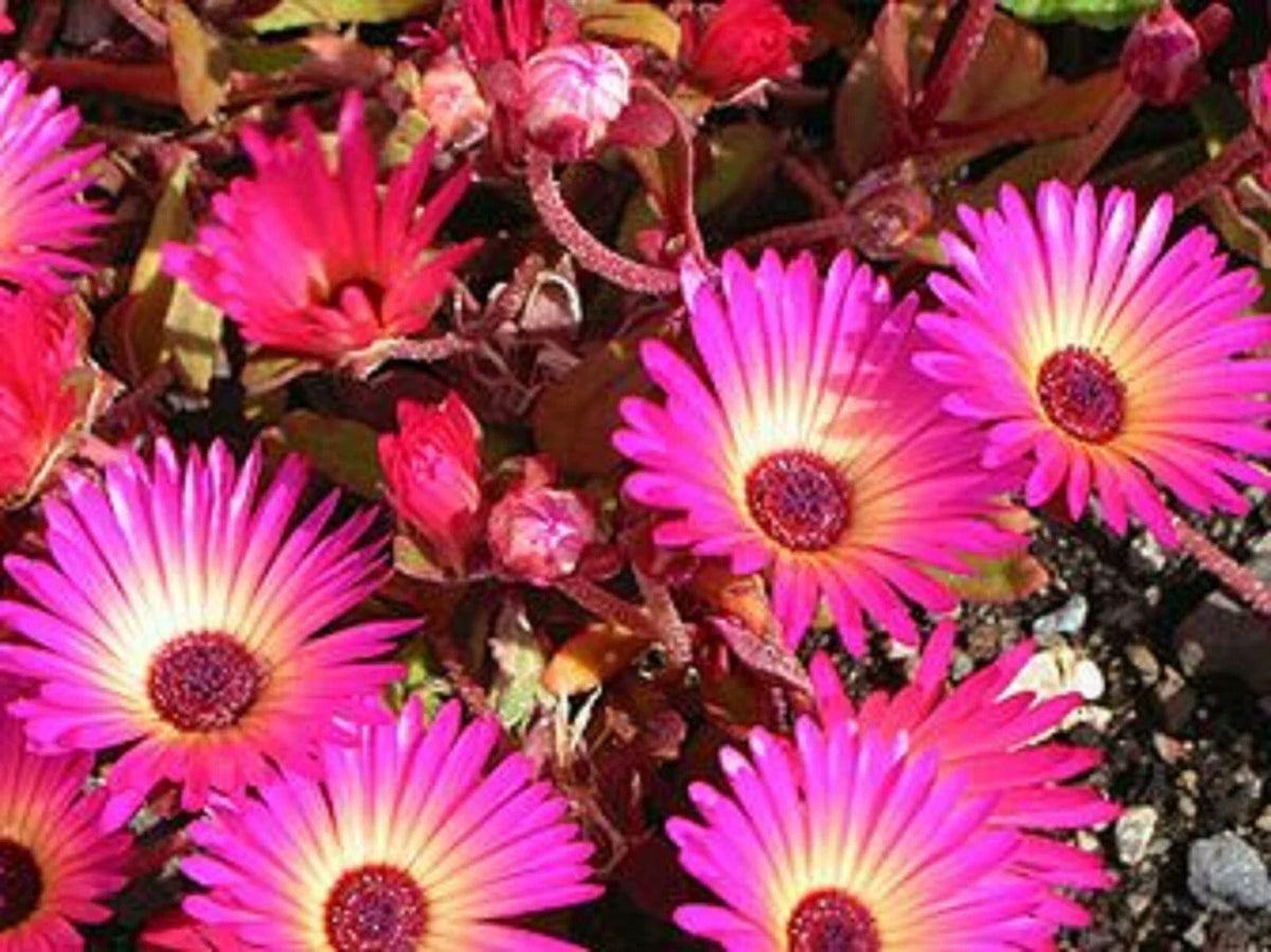 Ice Plant Succulent Seeds - 50+ Seeds - Dorotheanthus bellidiformis - Drought-Tolerant Ground Cover - Easy to Grow