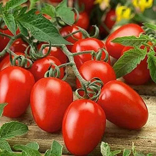 Roma Tomato Seeds 100 Count Heirloom Variety Solanum lycopersicum Non-GMO Made in USA for Home Gardening