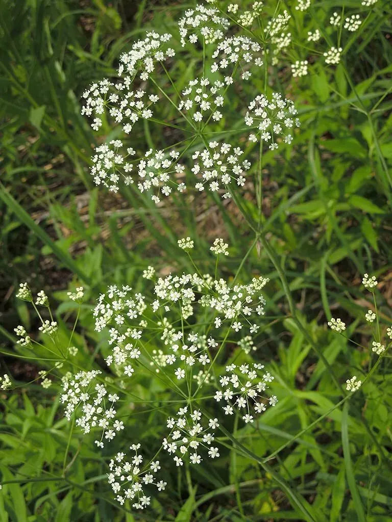 Wild Dill Seeds - 50 Heirloom Seeds - Perideridia Americana - Culinary Herb for Gardens - Attracts Pollinators