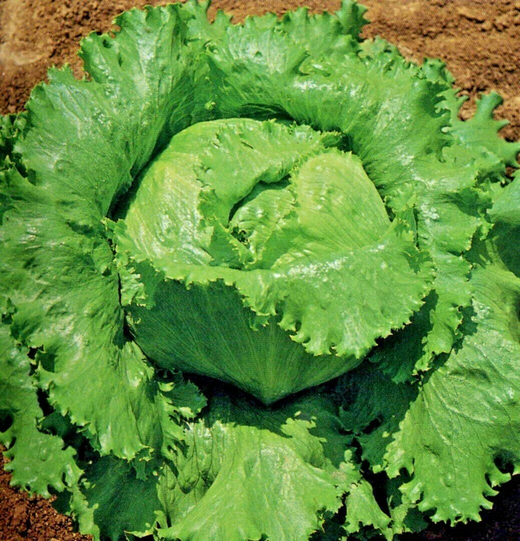Great Lakes Batavian Head Lettuce Seeds - 600+ Organic Seeds - Lactuca sativa - Ideal for Spring & Fall Container Gardening