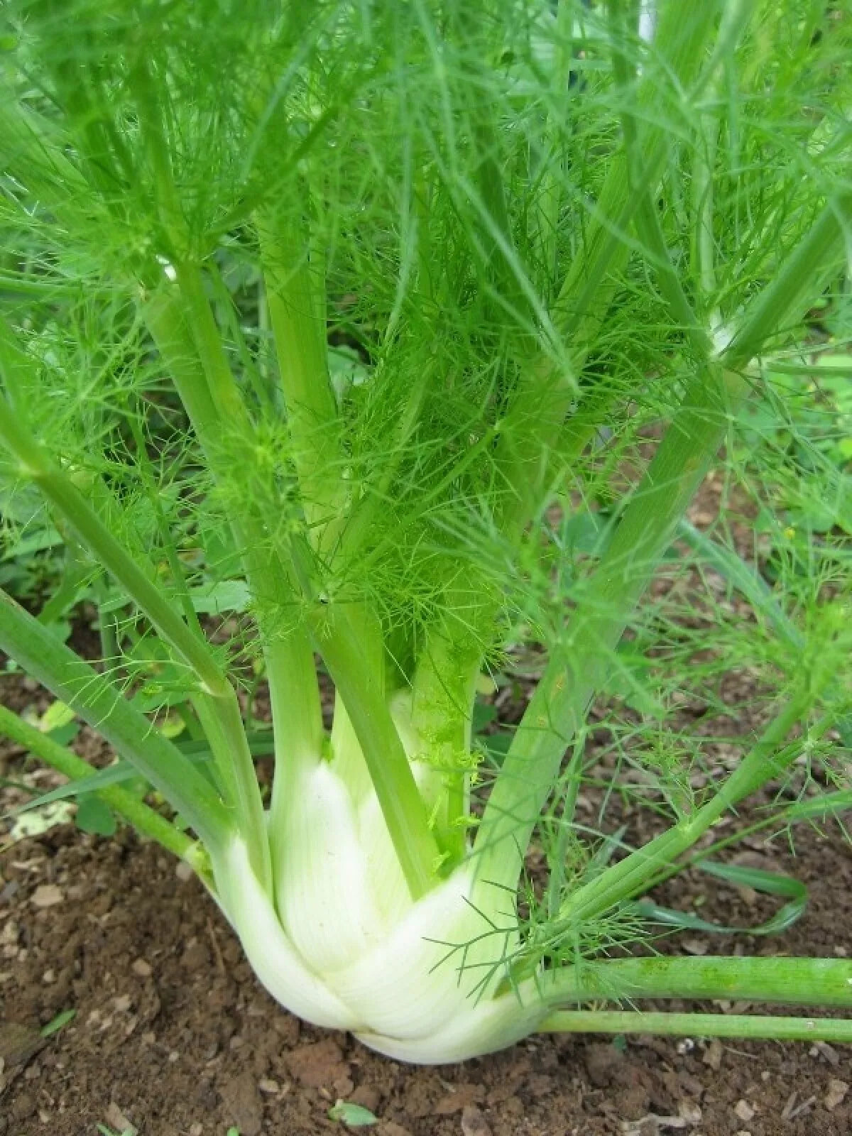 Florence Fennel Seeds 250+ Non-GMO Vegetable Garden Seeds Foeniculum vulgare var. dulce for Salads