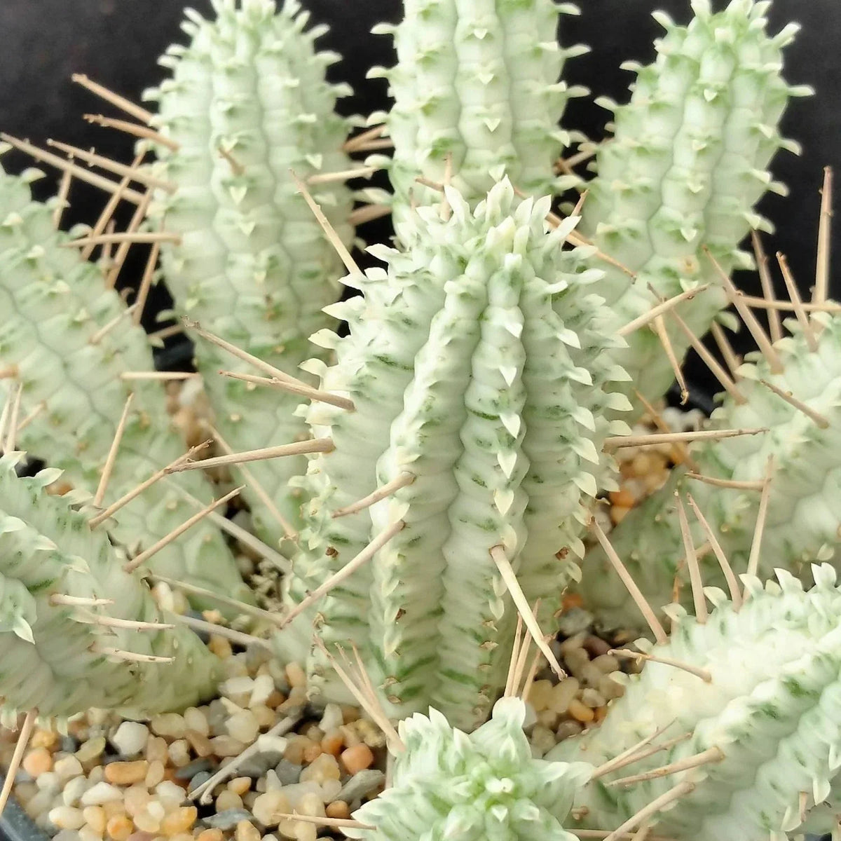 Euphorbia Mammillaris Variegata Cuttings - 2" Unrooted Rare White Succulent - African Milk Barrel - Low Maintenance Plant