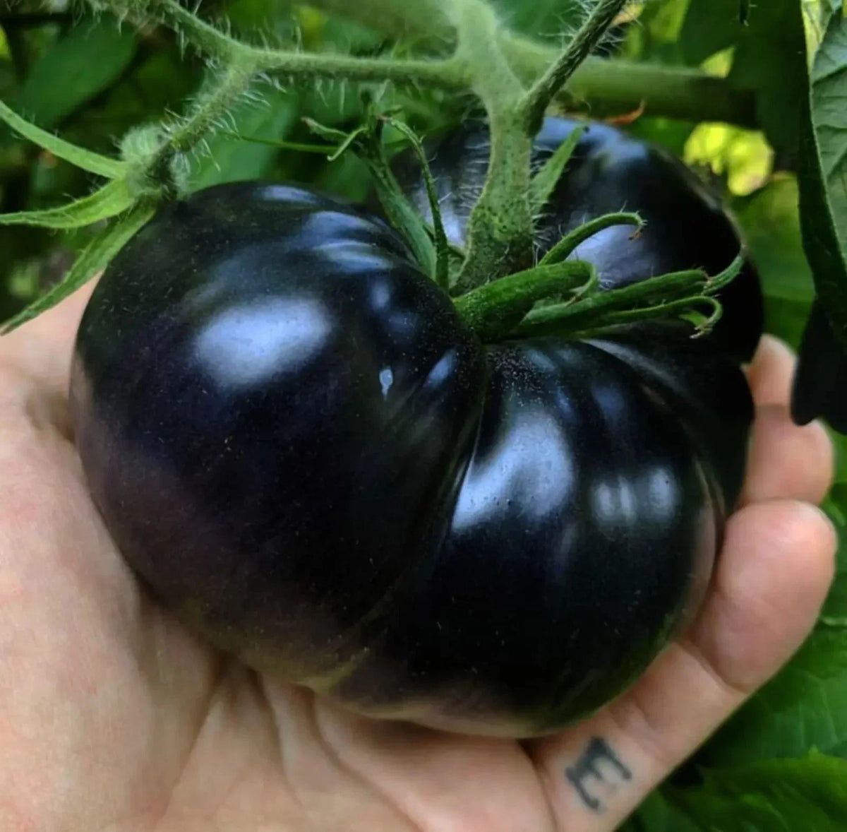 Black Sea Man Tomato Seeds - 120+ Organic Heirloom Seeds - Rare Variety (Solanum lycopersicum) for Home Garden