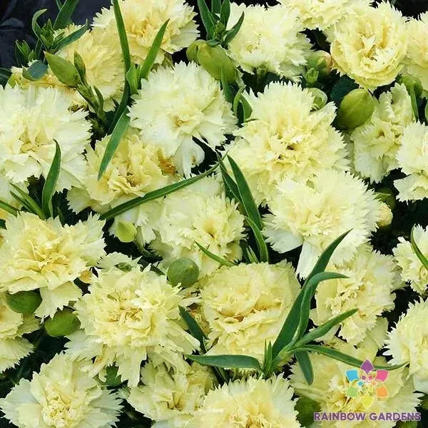 Marie Chabaud Carnation Seeds - 200+ Pack - Dianthus caryophyllus - Non-GMO Garden Flowers for Vibrant Blooms