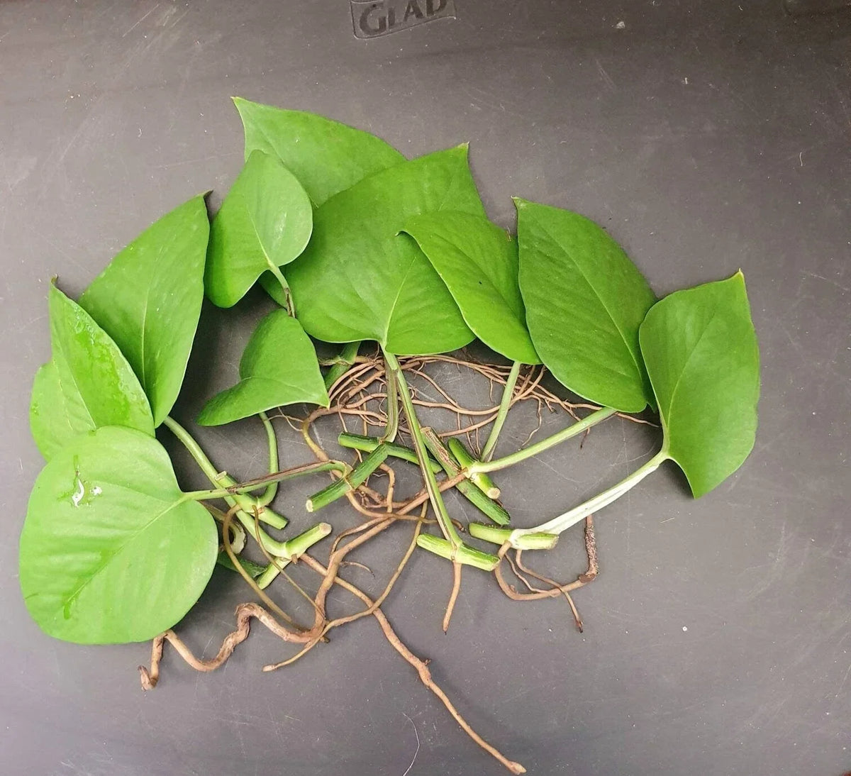 Jade Pothos Cuttings 10 Leaves with Nodes & Air Roots, Epipremnum aureum, Indoor Air Purifier Plant