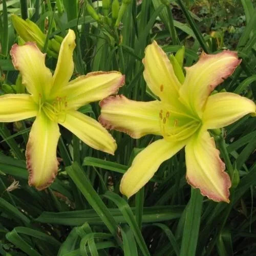 Spanish Fandango Daylily 3 Bareroot Plants with New Sprouts Hemerocallis 'Spanish Fandango' Vibrant Blooms Free Shipping