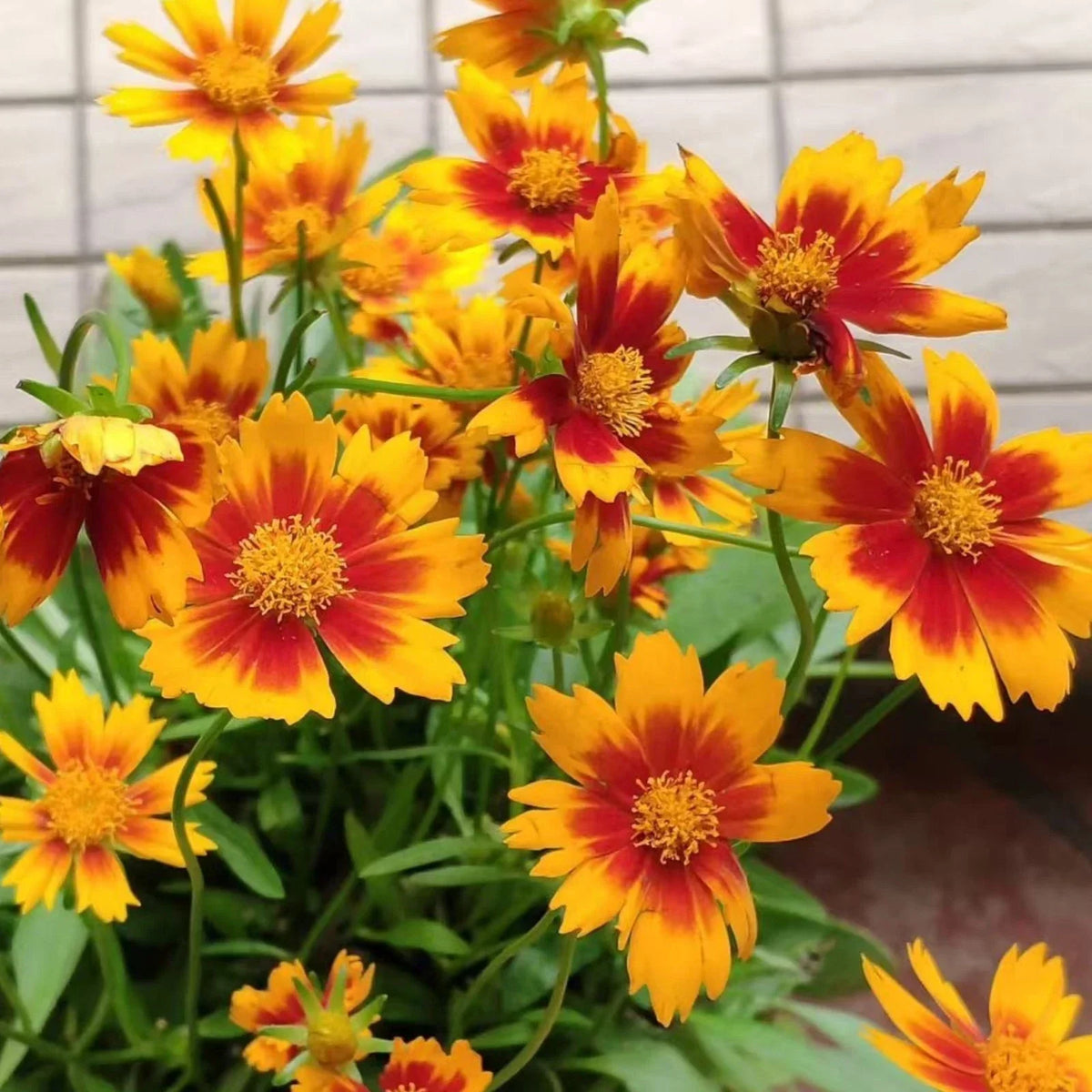 Coreopsis Seeds 100 Count - Plains Coreopsis - Easy-Grow Wildflowers - Coreopsis tinctoria - Summer Blooms for Garden