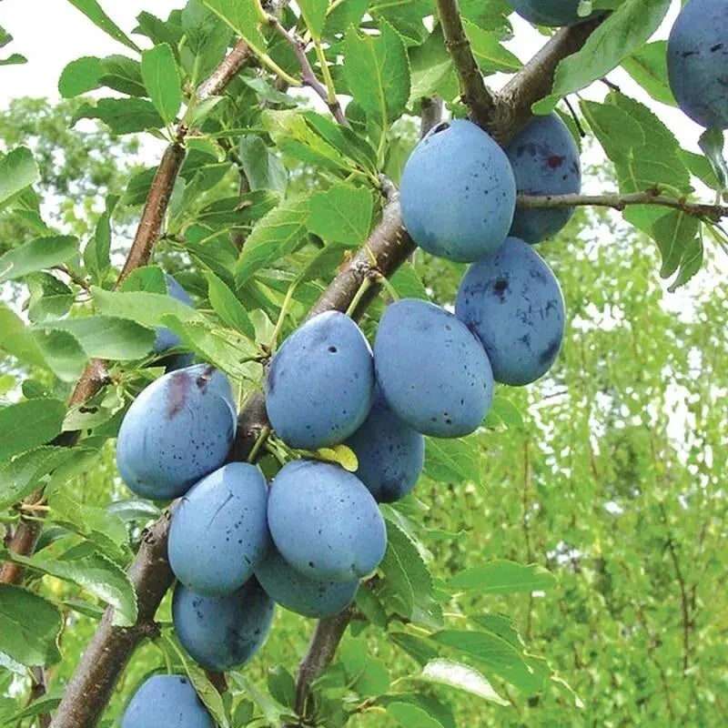 European Freestone Plum Cuttings 2 PCS Dark Blue Purple Prunus domestica for Home Gardeners