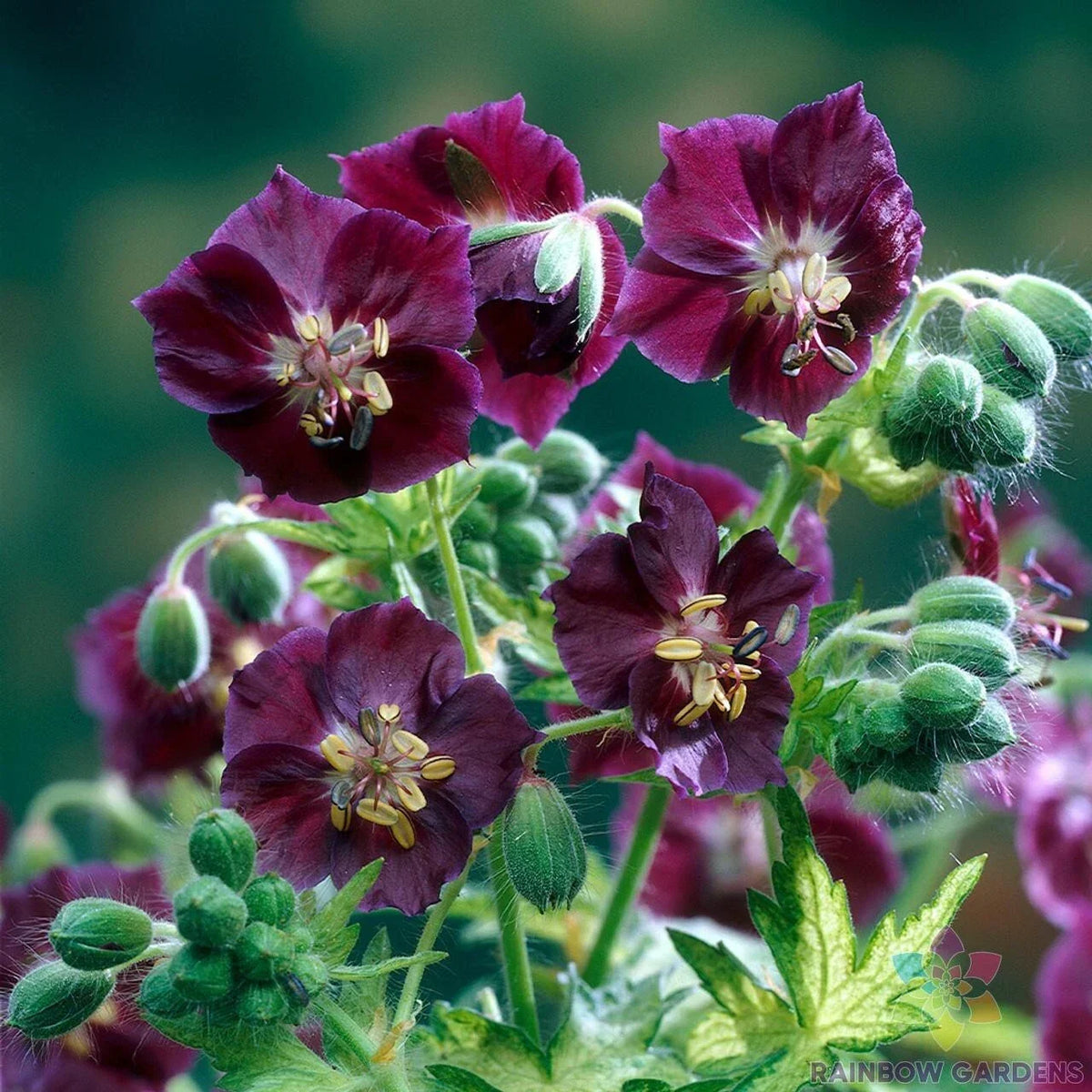 Geranium Seeds 25+ Pack, Springtime Variety, Pelargonium spp., Easy to Grow for Garden or Containers, USA