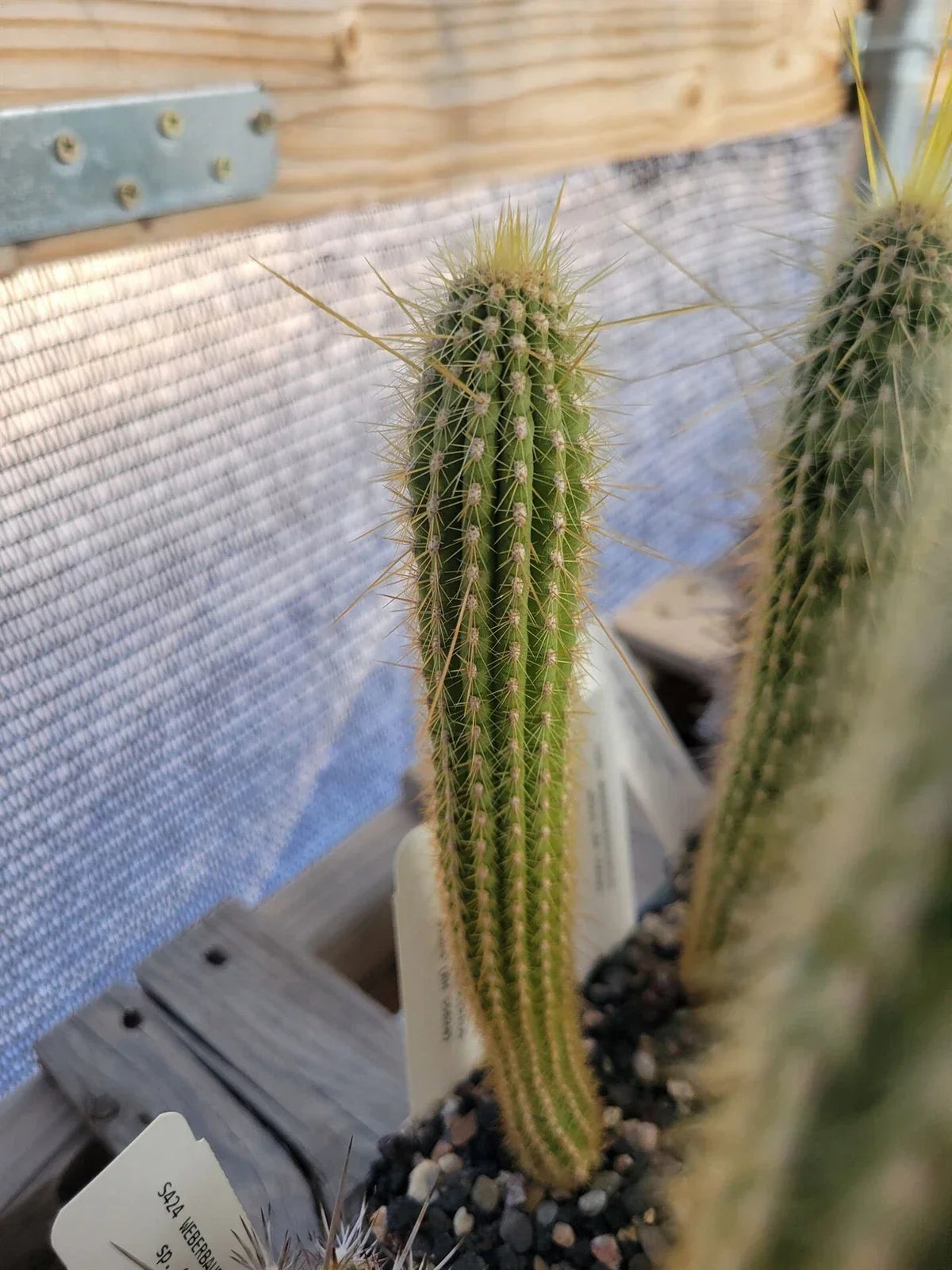 Weberbauerocereus albus Cactus - 6" Potted Plant - White Spine Succulent - Rare Desert Plant for Indoor/Outdoor Garden