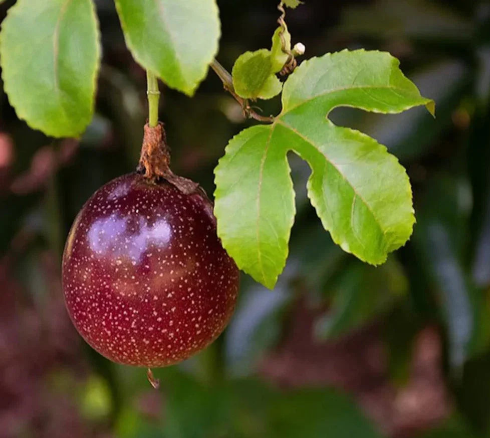 Purple Passionfruit Plant - 4-6" Rooted Edible Fruit Vine - Passiflora edulis - Exotic Purple Possum Variety for Home Garden