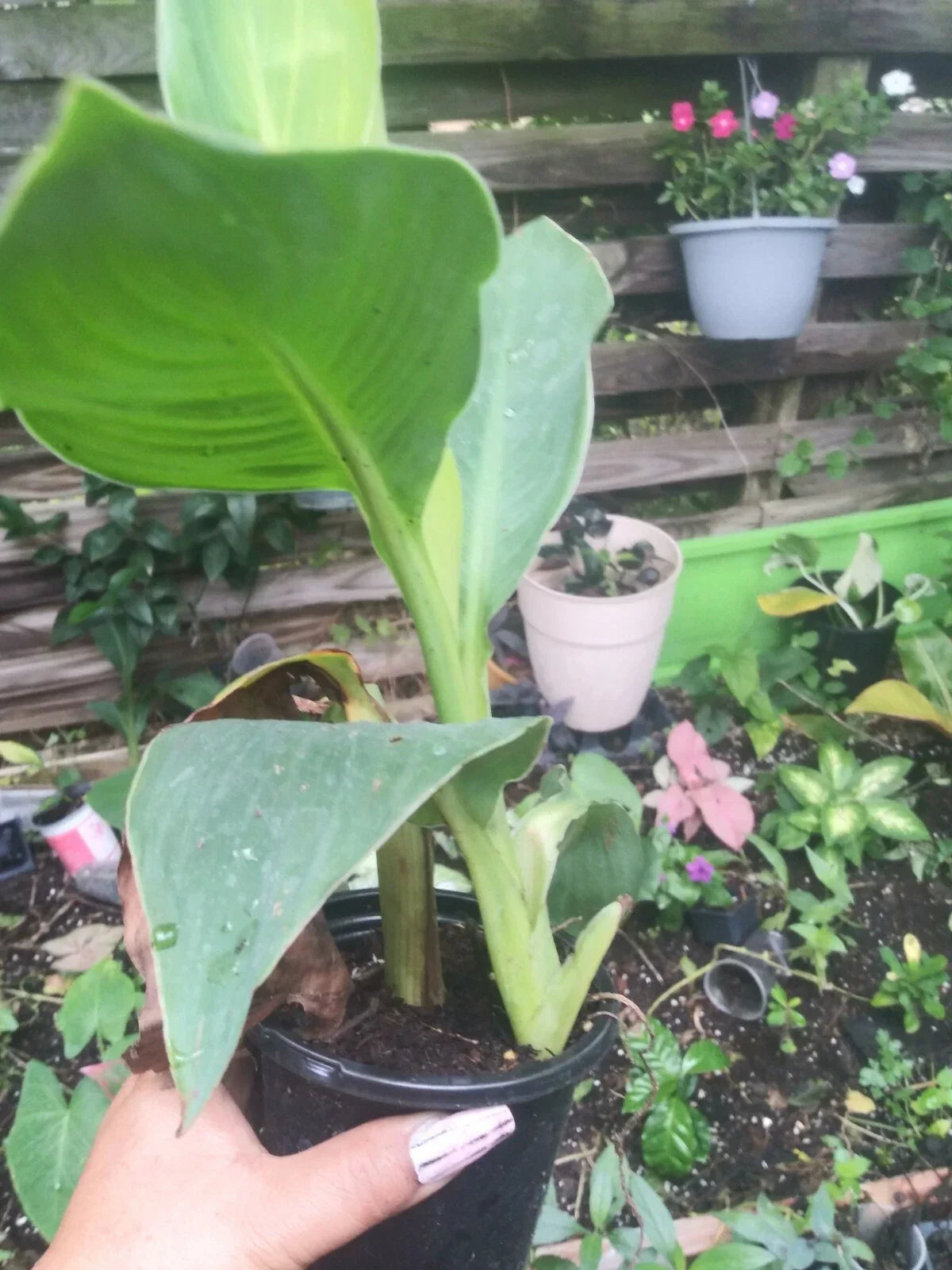 Tropicana Canna Plant in Pot | Tropical Orange Blooms | Canna indica | Well Rooted, Perfect for Gardens and Patios
