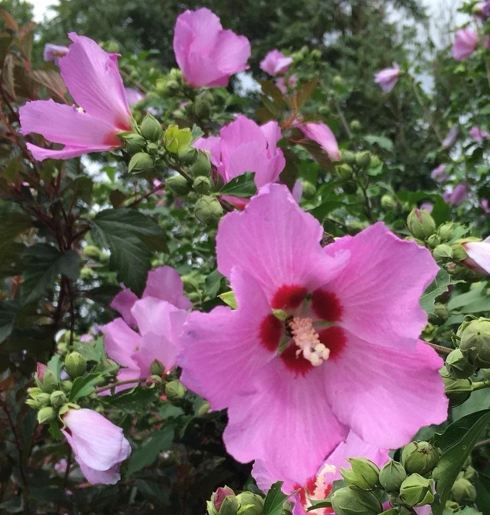 Rose of Sharon Bareroot Trees 4-8” Purple Hibiscus syriacus Organic NC - Hardy, Low Maintenance Garden Plants