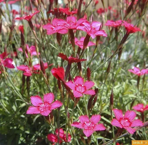 500 Seeds Maiden Pinks Perennial Flower Dianthus deltoides Non-GMO for Gardens, Borders, Containers - GroCo USA