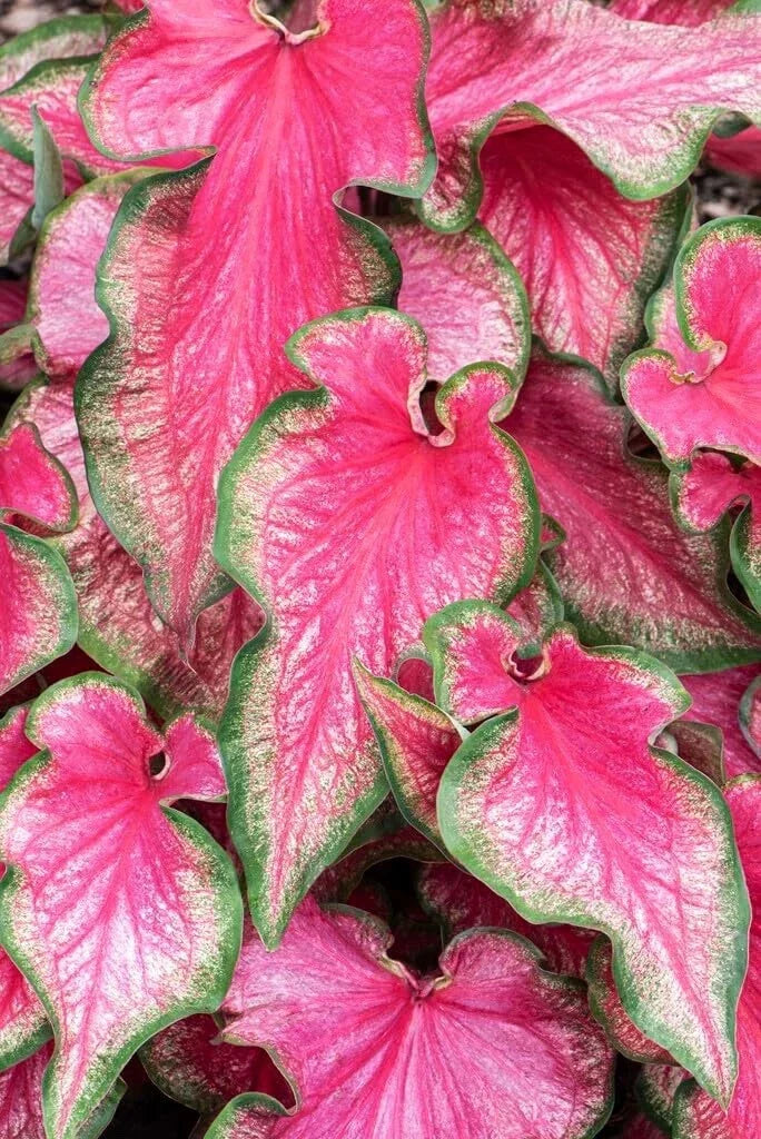 Lava Glow Caladium Bulbs - Fancy Variegated Foliage, Caladium bicolor, Perfect for Garden Planting, Tropical Perennial