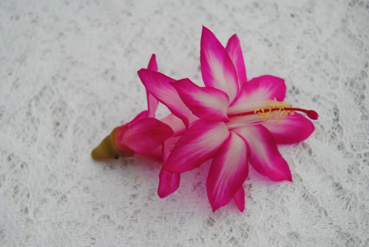 Christmas Cactus Starter Plant - Pink Chocolate - Schlumbergera Truncata - Well Rooted Houseplant for Home Decor