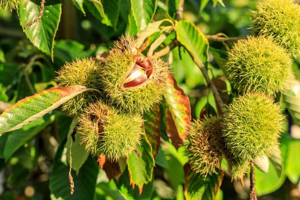 Chinese Chestnuts Tree Seeds - 100 Seeds - Castanea mollissima - Ideal for Deer - Nut Producing, Wildlife Attracting Foliage