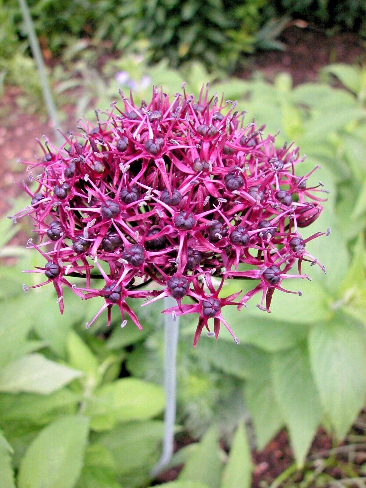 Allium Atropurpureum Bulbs 6-Pack Dark Purple Garlic Edible Herb Live Plant - Hardy Perennial Bulbs for Gardens