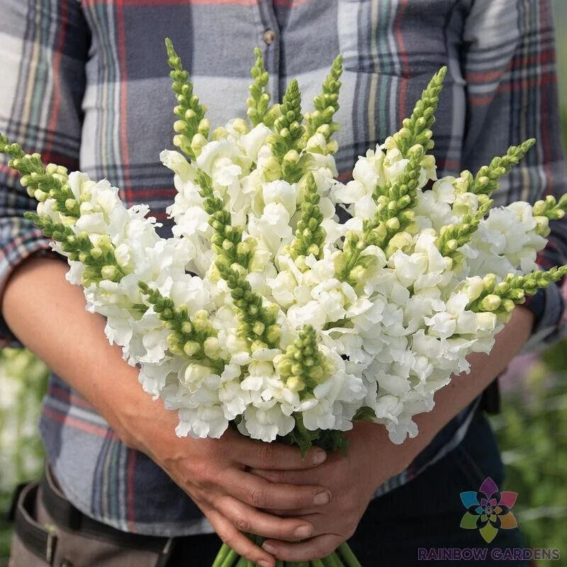 Snapdragon Seeds - 1000+ Legend White - Antirrhinum majus - Non-GMO for Garden Planting - USA
