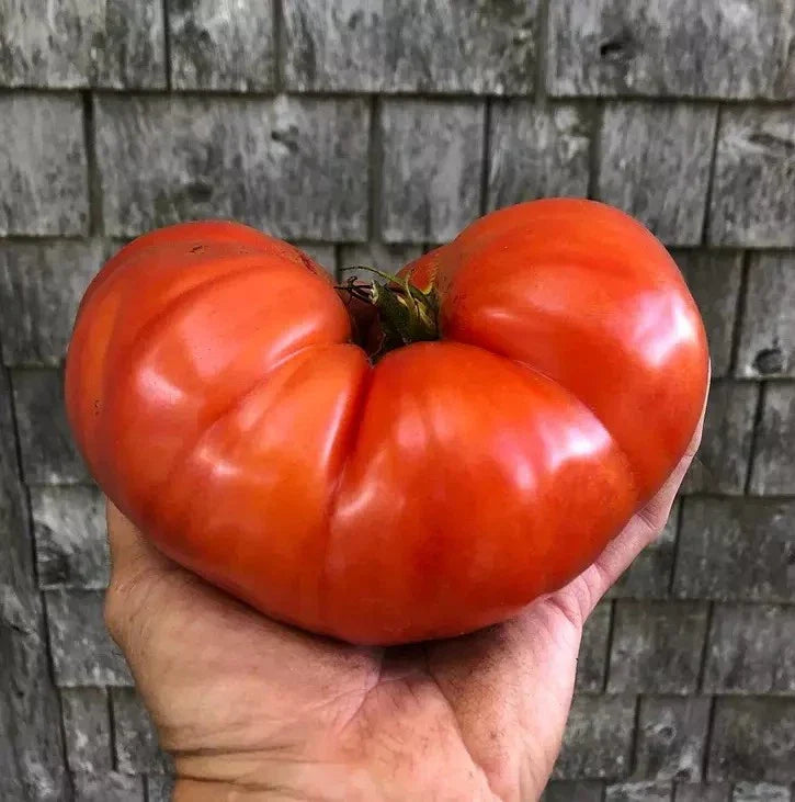 Giant Beefsteak Tomato Seeds - Heirloom Organic Non-GMO - 120+ Seeds - Solanum lycopersicum - Perfect for Home Gardening