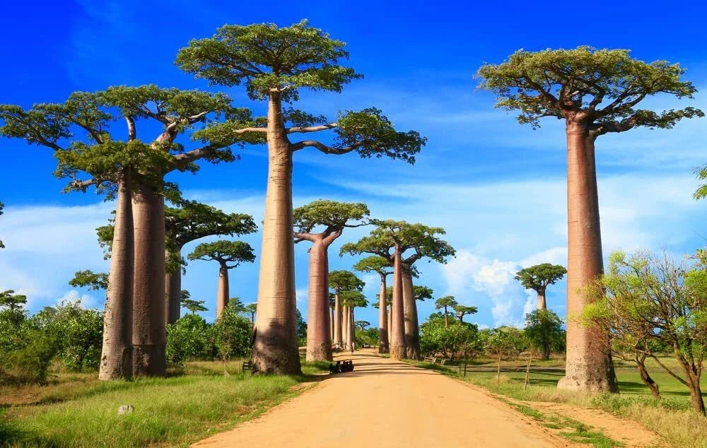 African Baobab Bonsai Tree Seeds - 5 Seeds - Adansonia digitata - Ideal for Bonsai Cultivation and Gardening