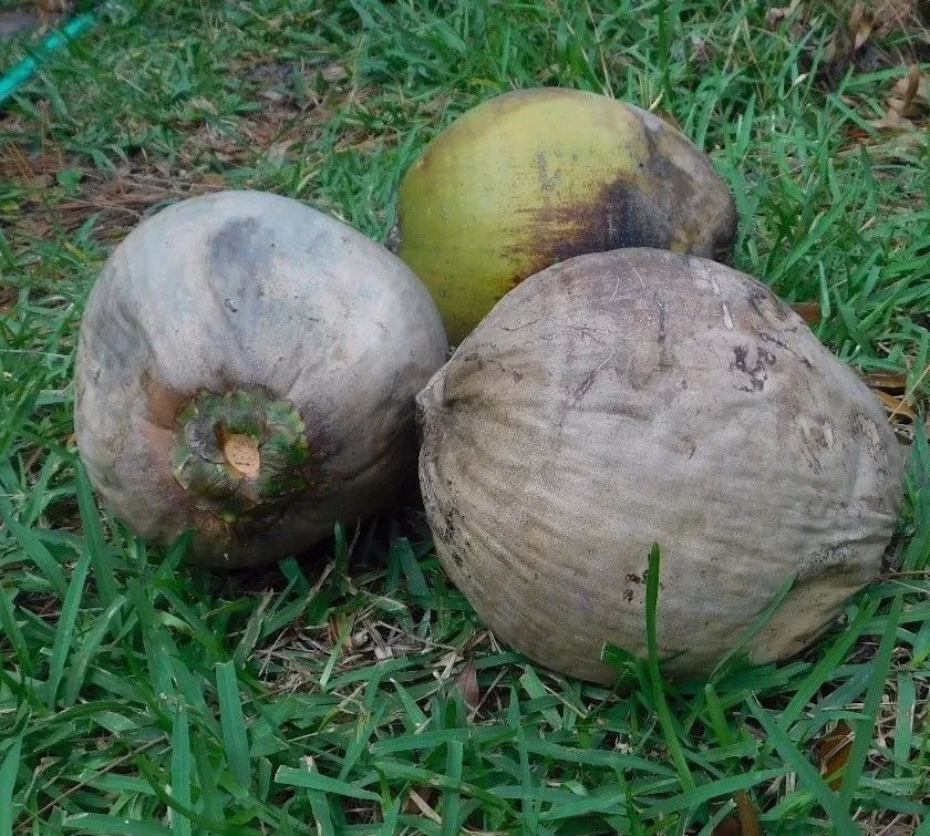 Coconut Palm Tree Seeds - 2 Fresh Live Coconuts for Sprouting - Cocos nucifera - Tropical Houseplant Gardening