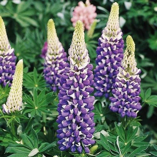 Russell Lupine Seeds - 20 Non-GMO Purple The Governor - Lupinus polyphyllus - Perennial Hummingbird Attraction