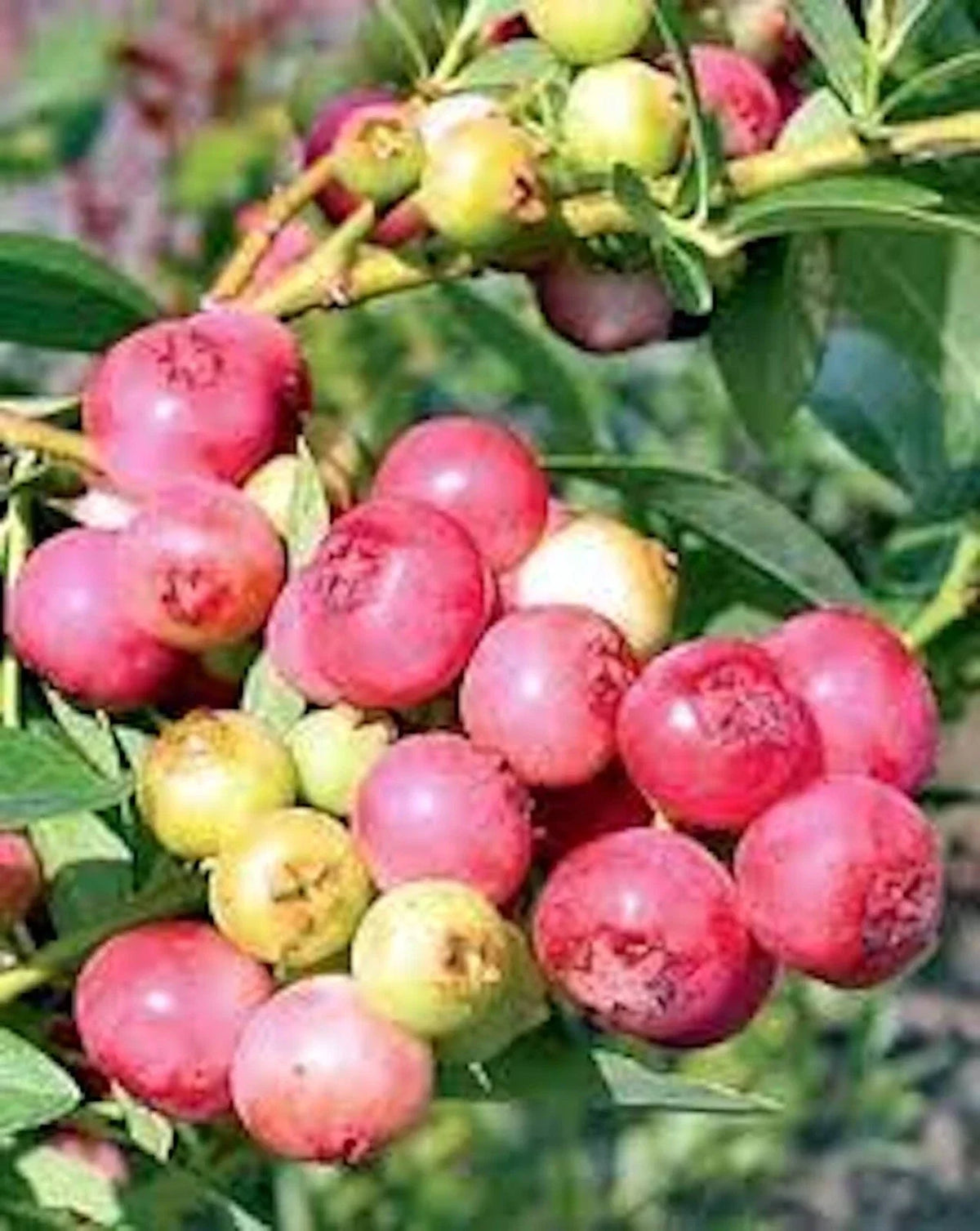 5 Blueberry Pink Lemonade Starter Plants - Edible Fruit Vaccinium Rabbiteye - Compact Shrub for Zones 4-9, Mild Climates