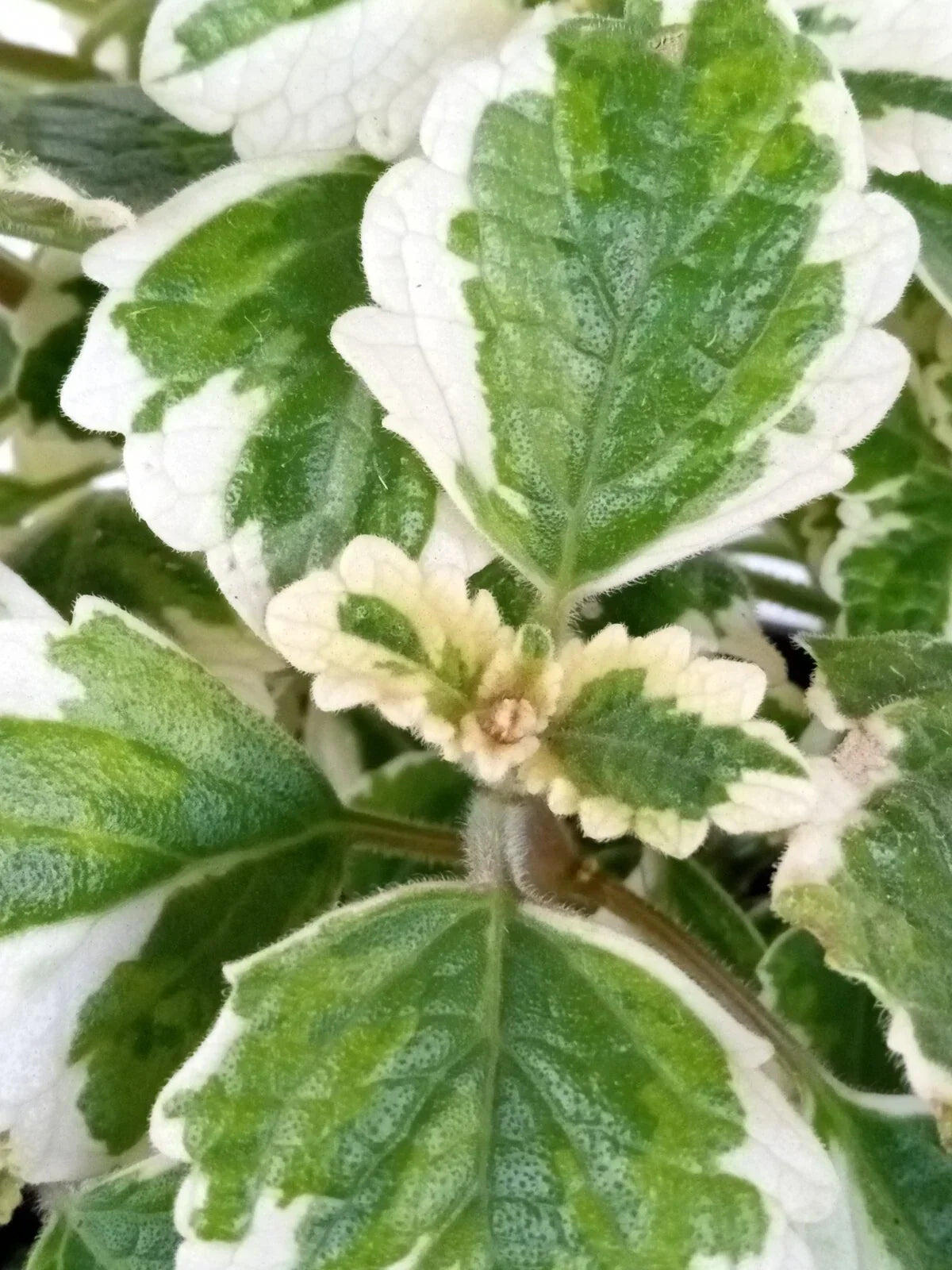 Variegated Swedish Ivy Plant - Live Rooted 4-inch Plectranthus Coleoides - Indoor Greenery - Easy Care Houseplant