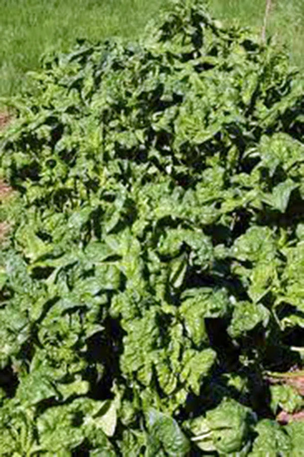 Spinach Seeds 25+ Heirloom Bloomsdale Long Standing Spinach, Spinacia oleracea, Ideal for Salads and Smoothies