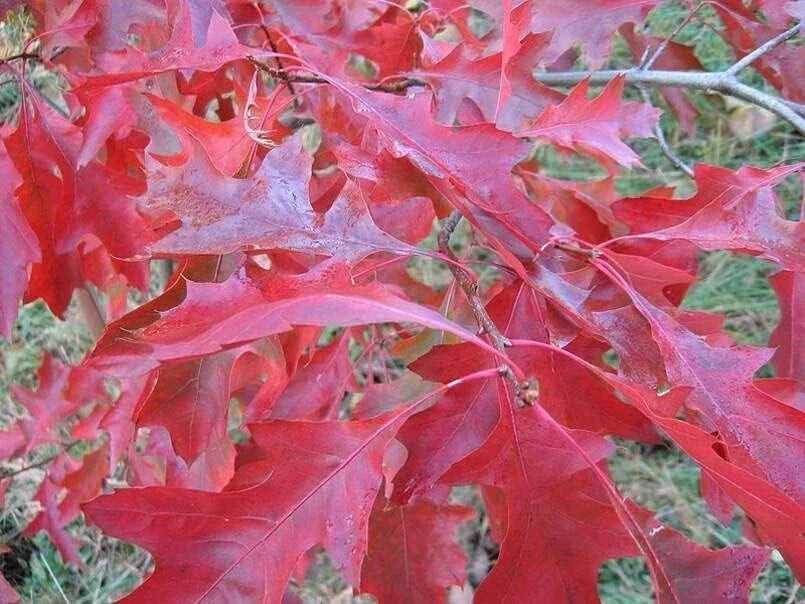 Scarlet Oak Tree Seedlings 12-18" Quercus coccinea for Planting, Fast-Growing Deciduous Tree with Stunning Fall Foliage