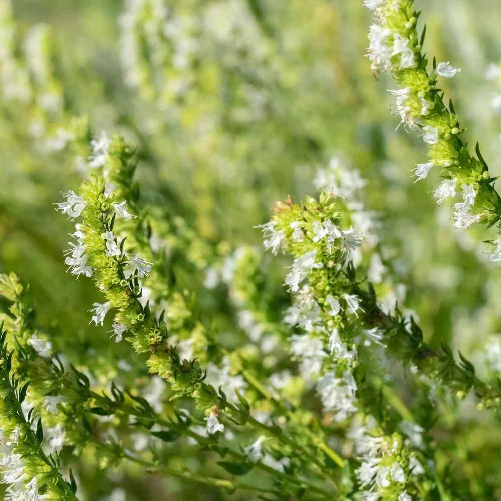 Hyssop Seeds 100 Count - White Perennial Herb - Hyssopus officinalis - Non-Californian Shipping