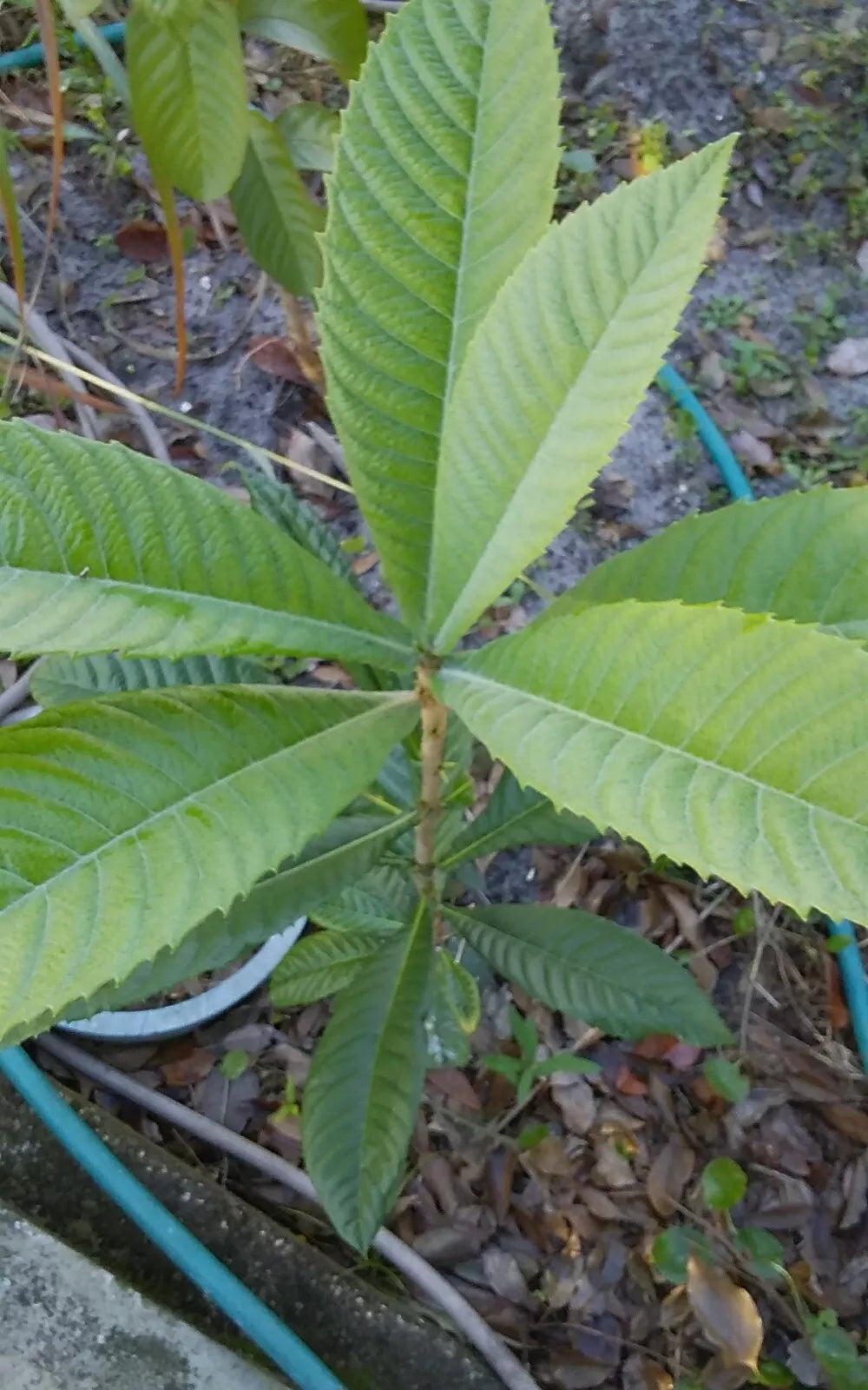 Loquat Tree Starter Plant 12-18" Eriobotrya japonica Tropical Eatable Fruit for Home Garden and Tea