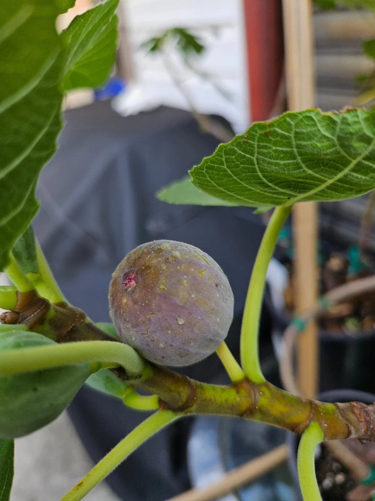Smith Fig Cuttings 5 Pack with Willow Water for Rooting Ficus carica 'Smith' - Easy to Grow, Delicious Fruit