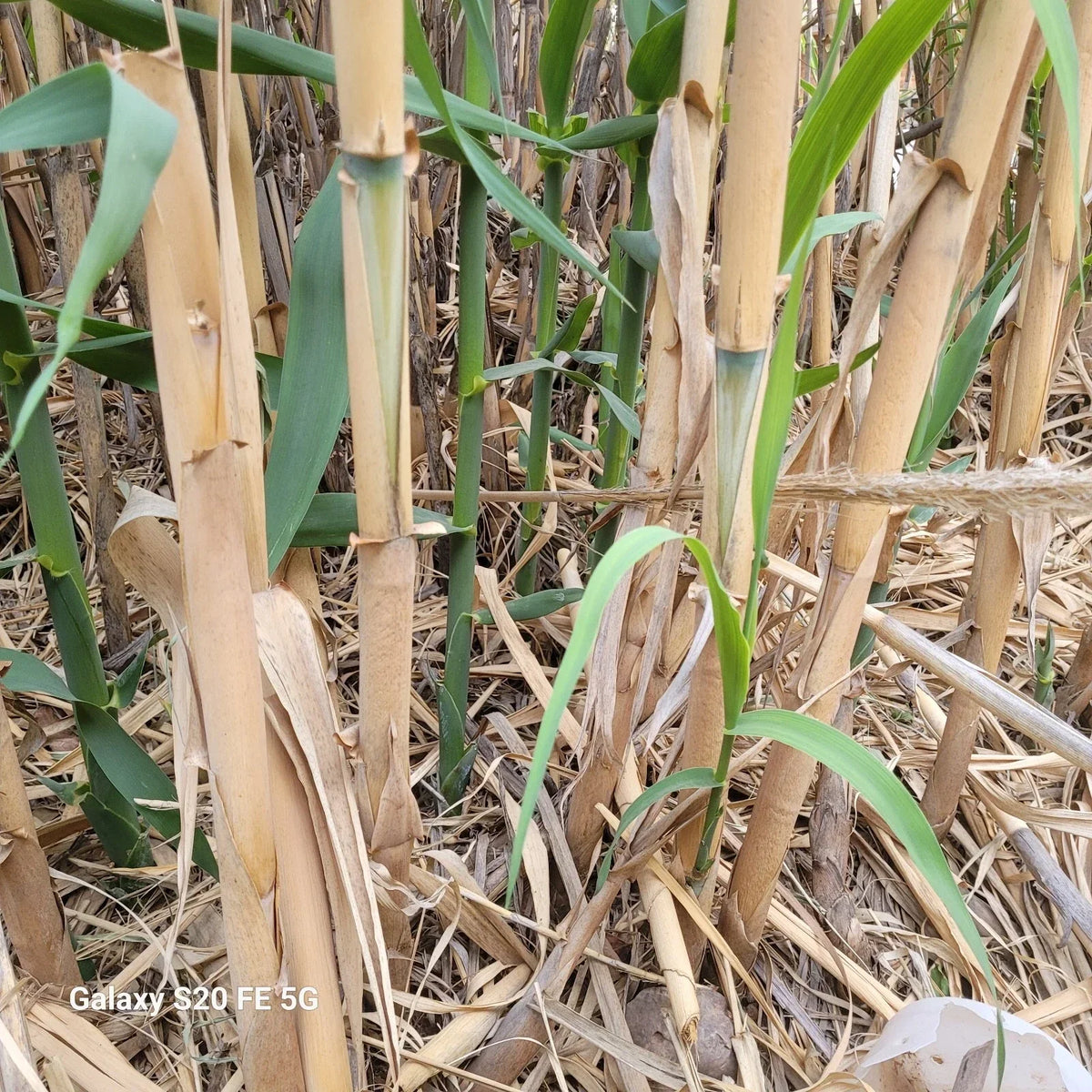Giant Reed Grass Plants 3 Pack - Arundo Donax - Elephant Grass, Giant Cane, River Reed - Hardy Perennial Bare Roots