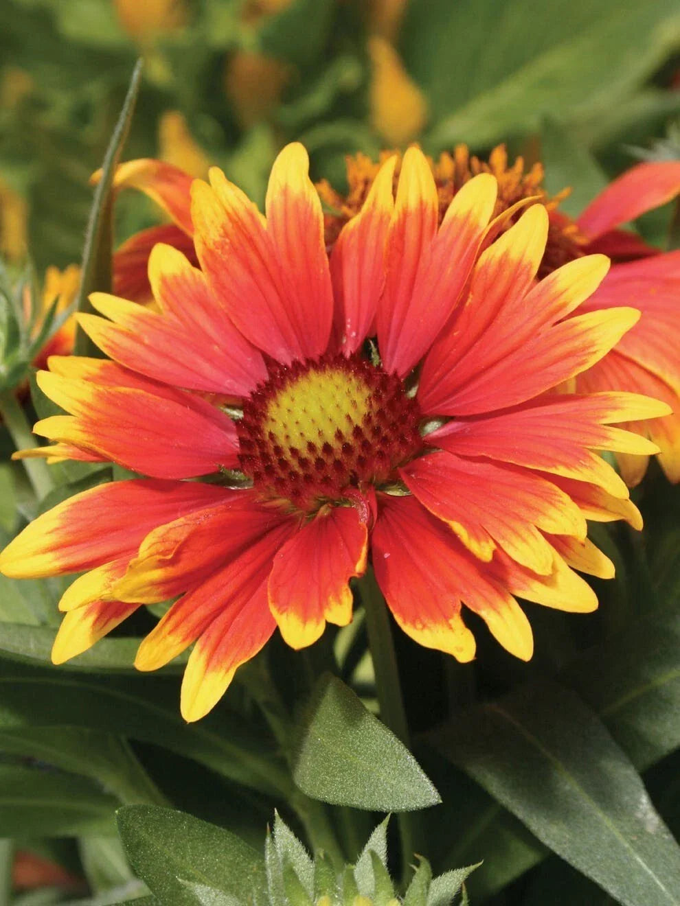 Gaillardia Seeds ~75 Pack, Arizona Red Blanket Flower, Bright Red Varieties, Gaillardia pulchella for Garden Planting