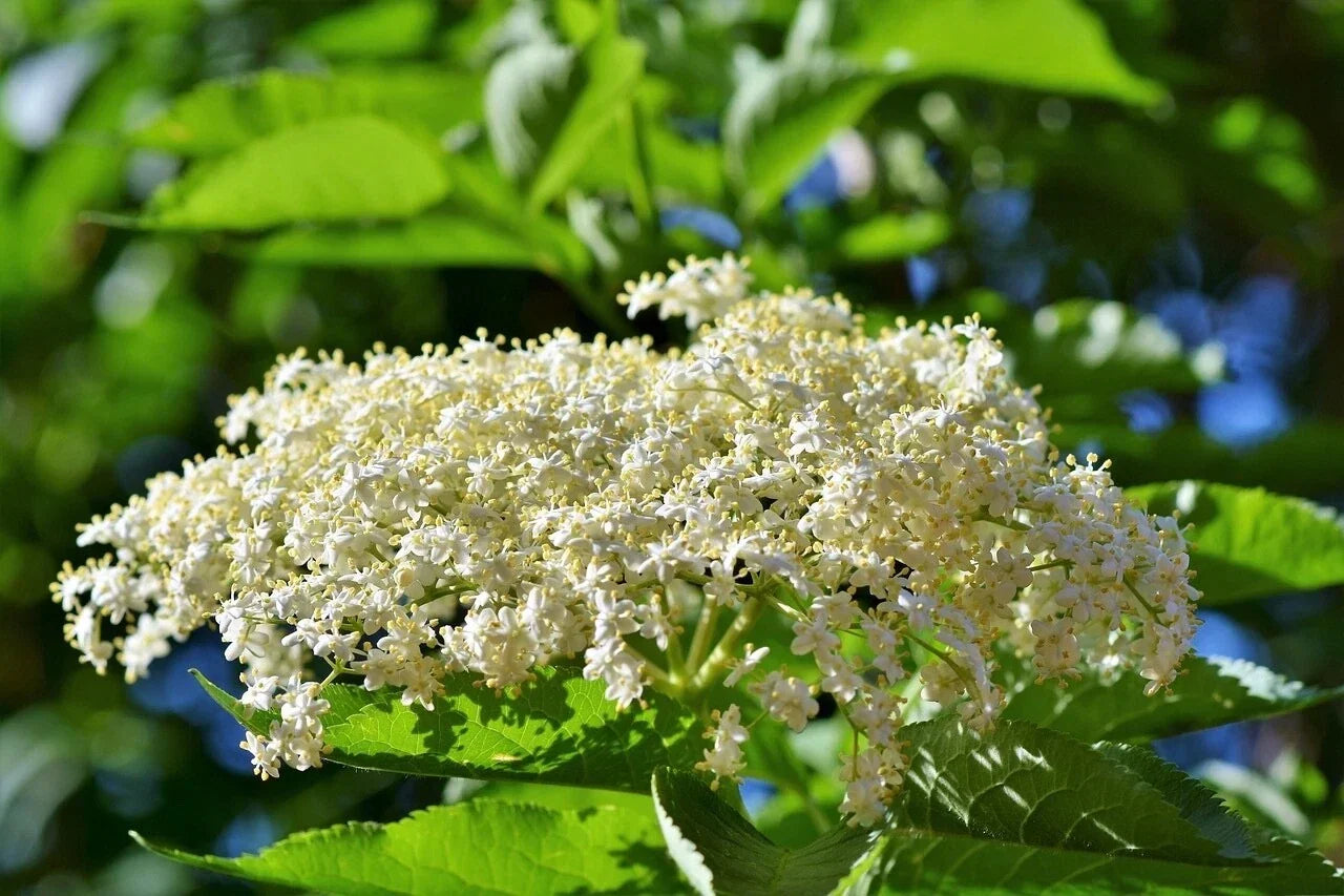 Adams Elderberry Cuttings 6 Pack - Healthy Unrooted Cuttings - Sambucus canadensis - Ideal for Gardening and Culinary Use