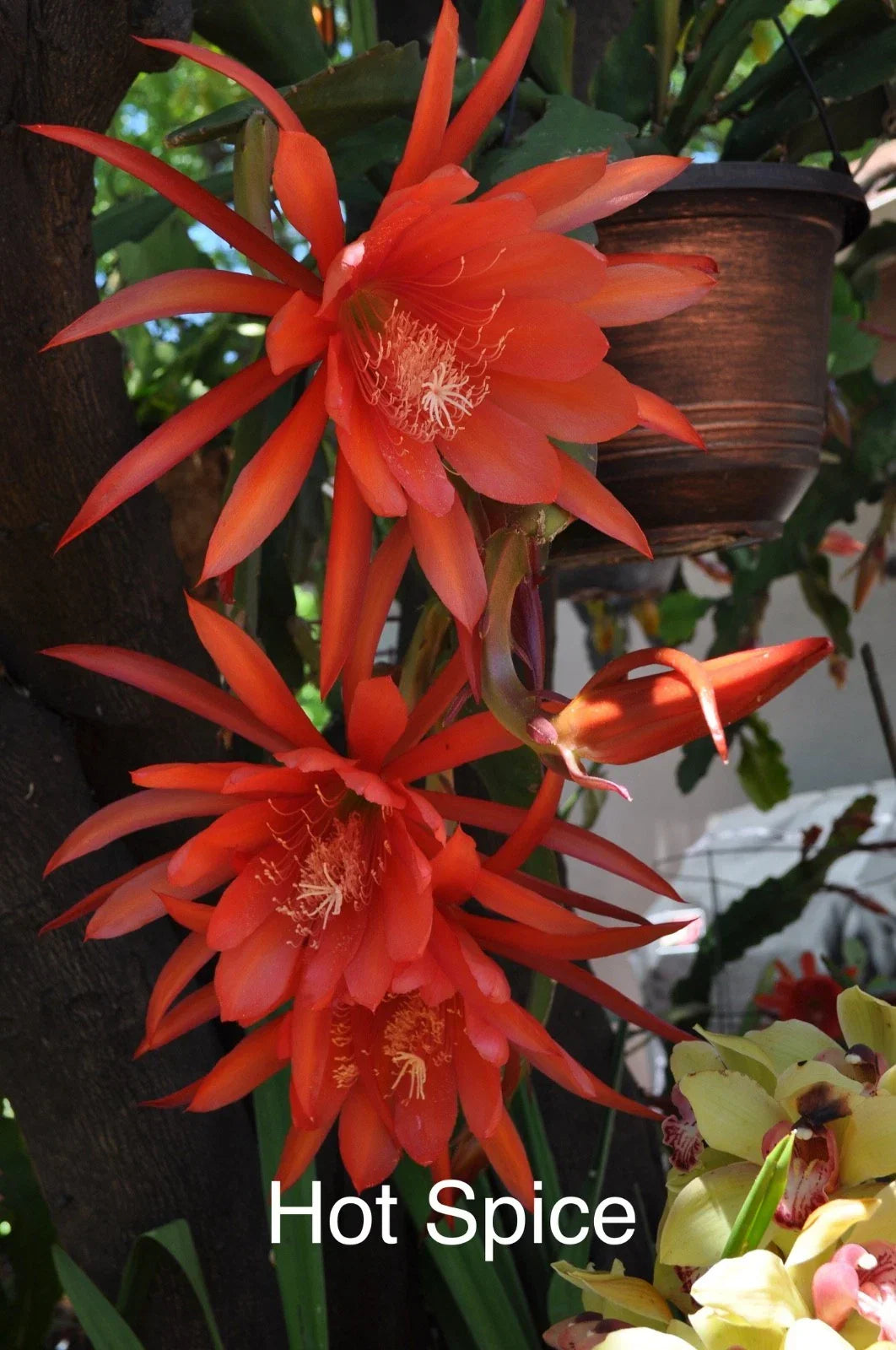 Epiphyllum Orchid Cactus Cuttings - 4 Rooted "Hot Spice" - Epiphyllum oxypetalum - Vibrant New Growth for Indoor Outdoor Garden